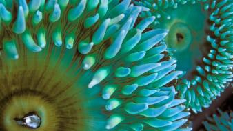 Nature macro sea anemones wallpaper