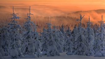 Nature snow nordic pine trees wallpaper