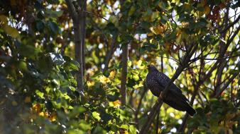 Nature sun trees birds doves africa wallpaper