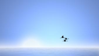 Ocean nature birds sillhouette wallpaper