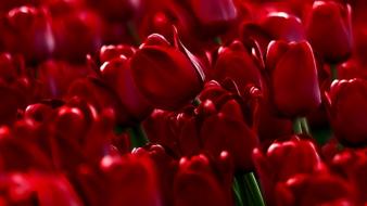 Red tulips wallpaper
