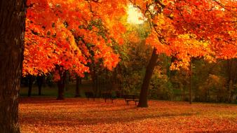 Trees autumn (season) leaves grass bench wallpaper