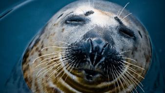 Water close-up nature seals animals whiskers