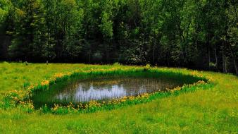 Water nature trees flowers grass ponds reflections wallpaper