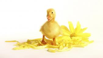 Yellow birds animals duckling baby wallpaper