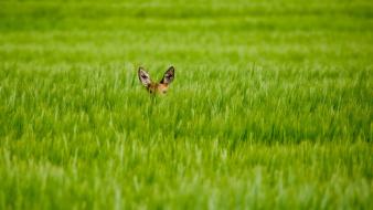 Animals grass fields deer fawn baby hidden wallpaper