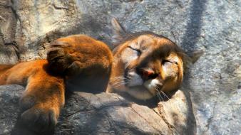 Animals sleeping lions paw wallpaper