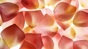 Close-up flower petals background wallpaper