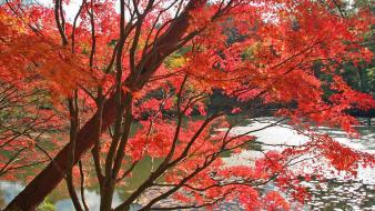 Japan nature trees autumn (season) leaves