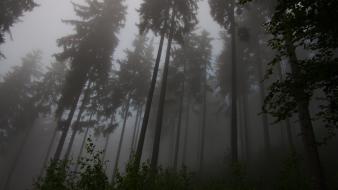 Landscapes trees forest fog wallpaper