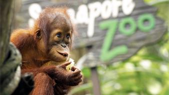 Animals baby orangutans wallpaper