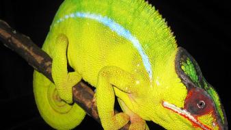 Animals chameleons lizards reptile reptiles chameleon gt3 wallpaper
