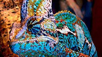 Animals chameleons lizards reptile reptiles chameleon wallpaper