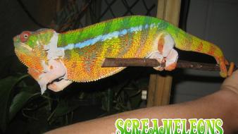 Animals chameleons lizards reptile reptiles sprite chameleon wallpaper