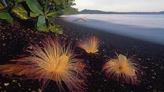 Beach flowers indonesia black sand sea wallpaper