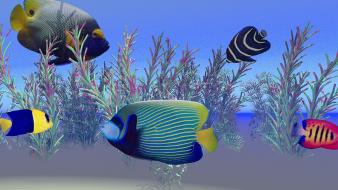 Fish angelfish sea wallpaper