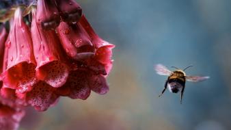 Flowers macro bumblebee wallpaper
