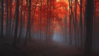 Forests paths fog abandoned dawning autumn leaves wallpaper