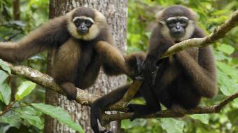 Indonesia national park gibbons wallpaper