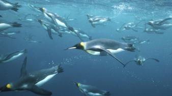 King penguins antarctica wallpaper