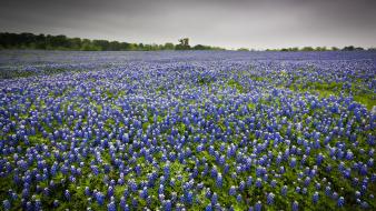 Landscapes nature texas meadows blue flowers bluebonnet wallpaper