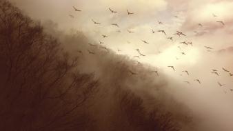 Landscapes trees forests birds mist sepia kiyo murakami wallpaper