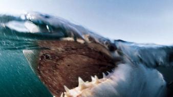 National geographic sharks wallpaper