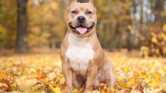 Nature animals leaves dogs iron pitbull autumn wallpaper