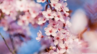 Nature cherry blossoms flowers pink wallpaper