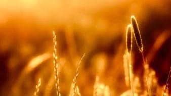 Nature golden sunlight reeds blurred background wallpaper