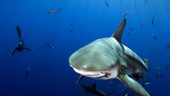Sharks diving underwater wallpaper