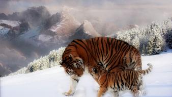 Snow tigers wallpaper
