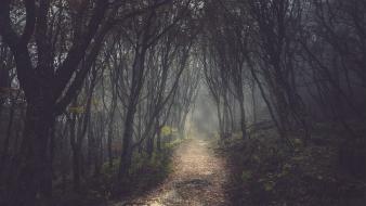 Trees forests paths fog mist wallpaper