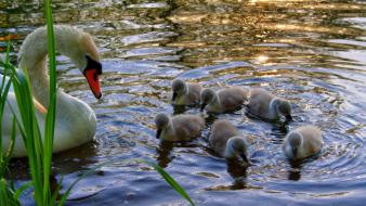 Water animals swans ripples baby birds wallpaper