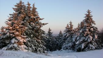 Winter snow landscapes pine trees wallpaper