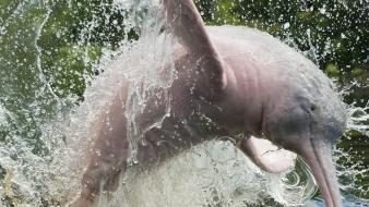 Animals brazil dolphins splashes amazonas wallpaper