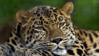 Animals leopards amur leopard