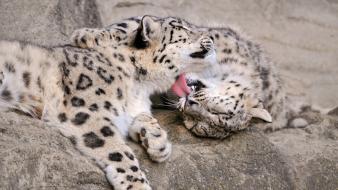 Animals snow leopards wallpaper