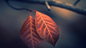 Autumn (season) leaves macro wallpaper