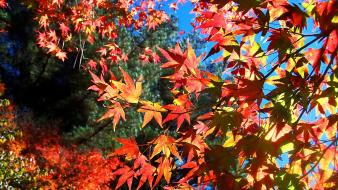 Autumn (season) red leaves sunlight maple leaf branches wallpaper