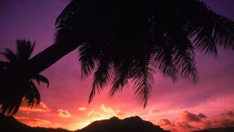 Beach dawn silhouette palm trees wallpaper