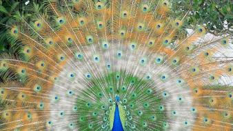 Birds feathers peacocks wallpaper