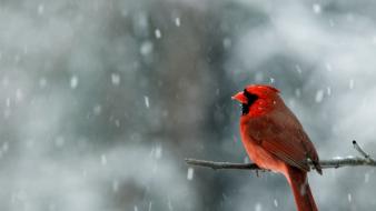 Cardinal snowing northern wallpaper