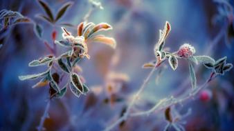 Close-up nature winter macro dew wallpaper