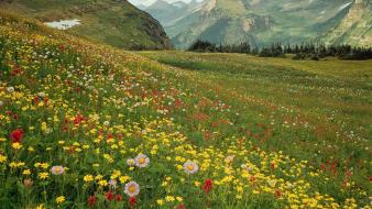 Flowers national park montana wildflowers glacier alpine wallpaper