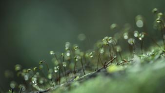 Moss water drops macro flora wallpaper