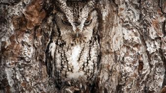 Nature national geographic owls photographers disguise wallpaper
