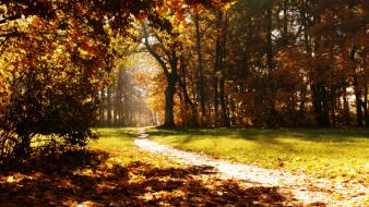 Nature trees path trail autumn