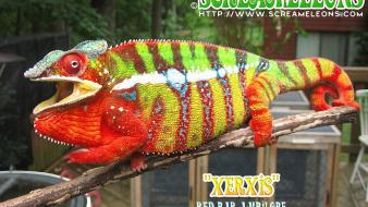 Red animals chameleons bar reptile reptiles chameleon wallpaper