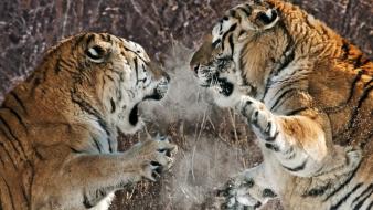 Snow china fighting animals two siberian tigers